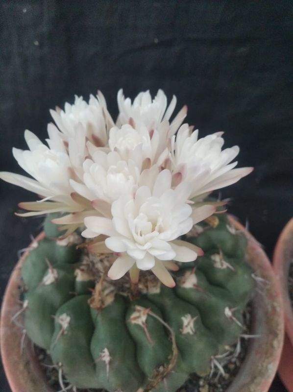 Discocactus chrystallophorus Form HU 582 Minas Gerais in bloom with white flowers