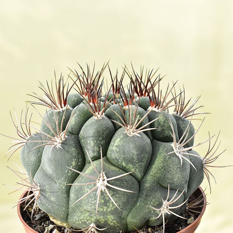 Seeds of Gymnocalycium saglionis