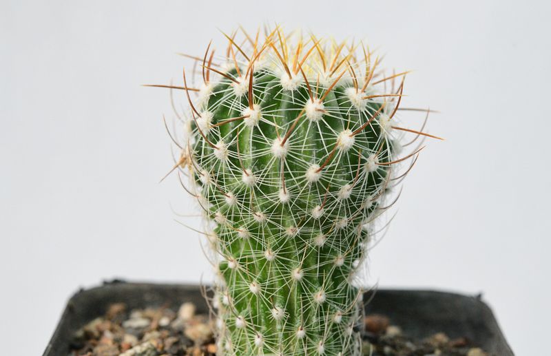Echinofossulocactus albispinus