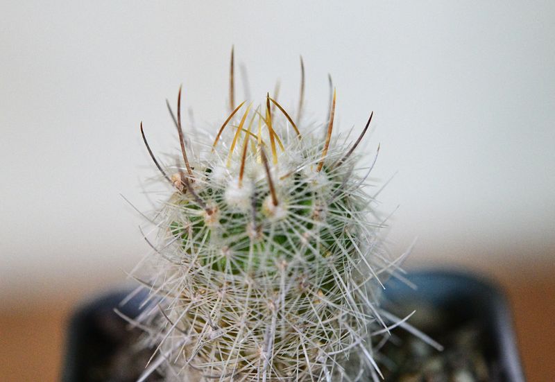 Echinofossulocactus albispinus close-up of crown
