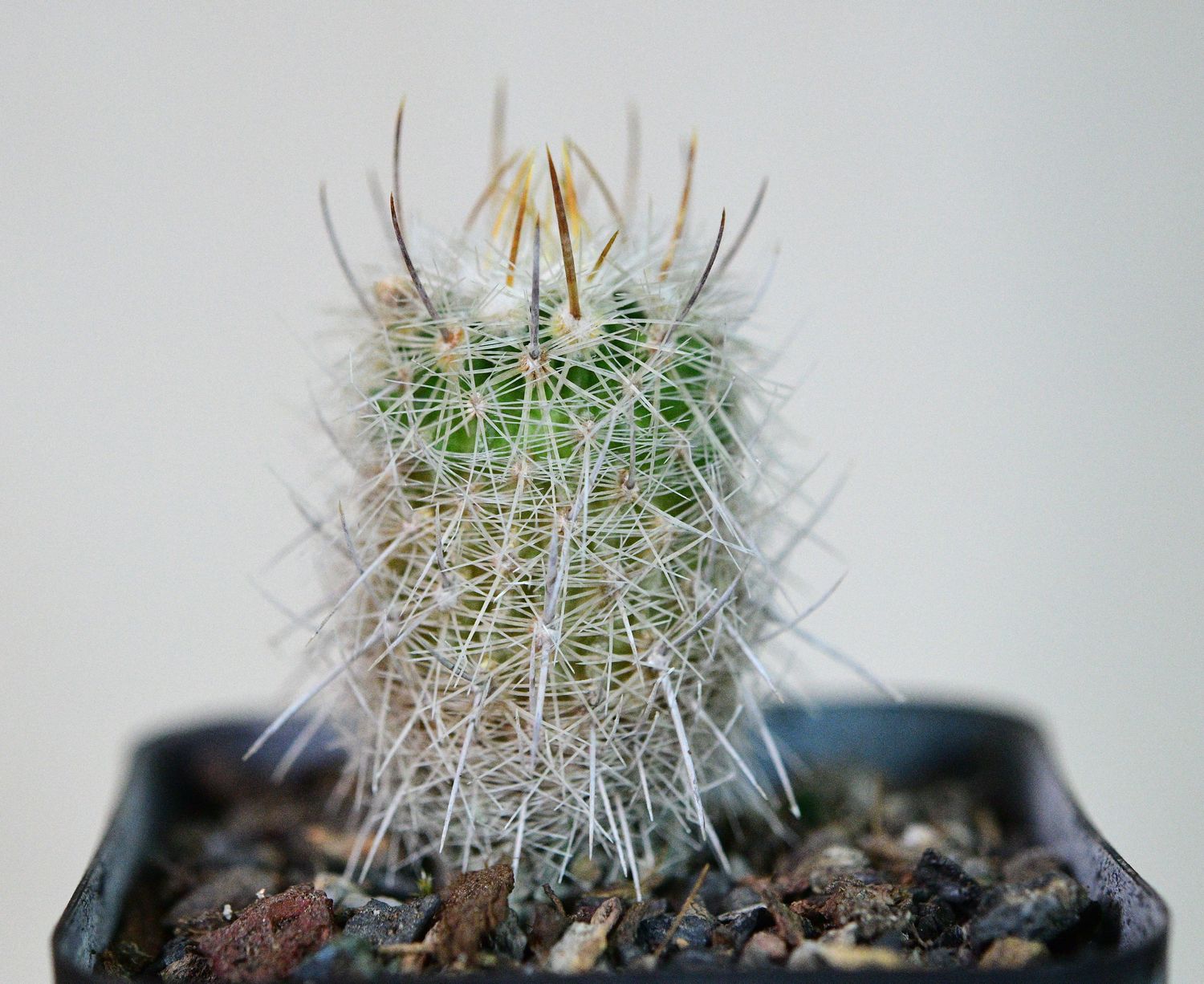 Echinofossulocactus albispinus full plant view
