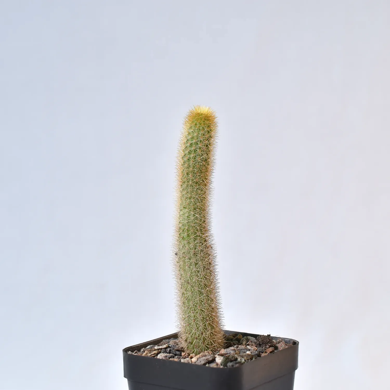 Hildewintera aureispina Golden Rat Tail front view