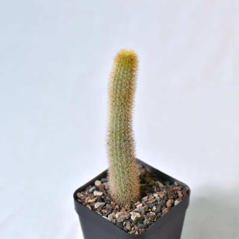 Hildewintera aureispina Golden Rat Tail side view