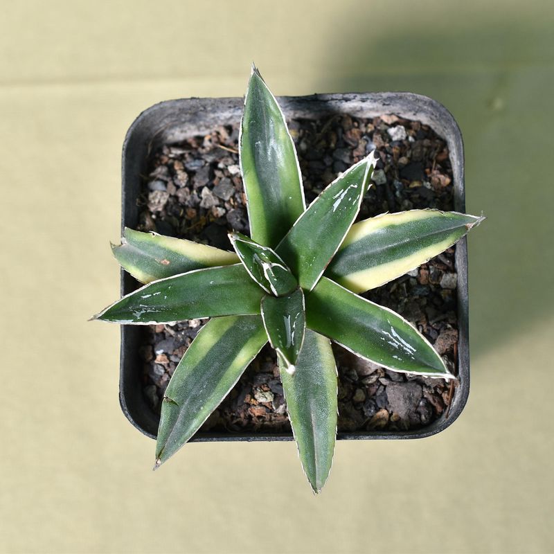 Agave victoria reginae Variegated cv Kizan