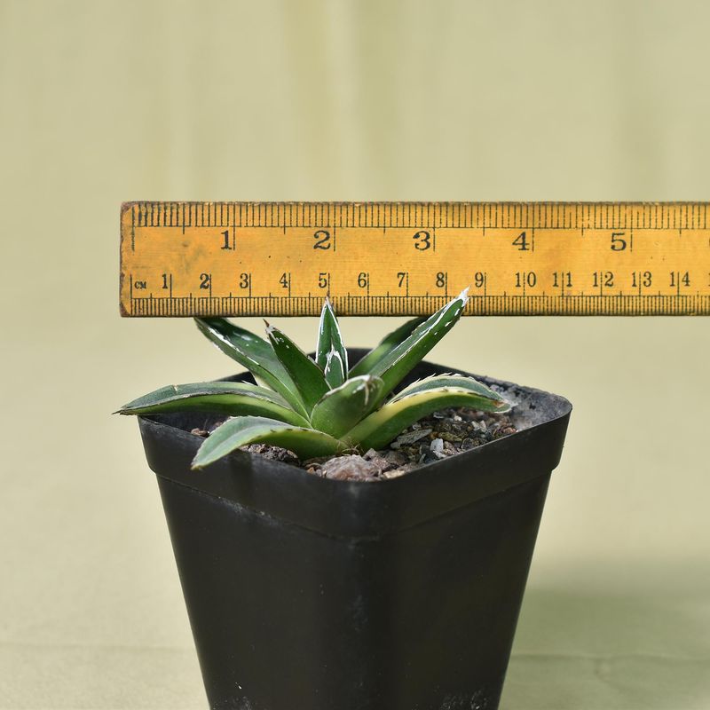 Agave victoria reginae Variegated cv Kizan with ruler for size reference