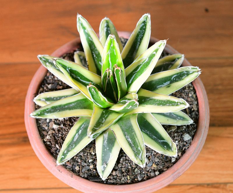 Agave victoria reginae Variegated cv Kizan Agave victoria reginae Variegated cv Kizan top-down view