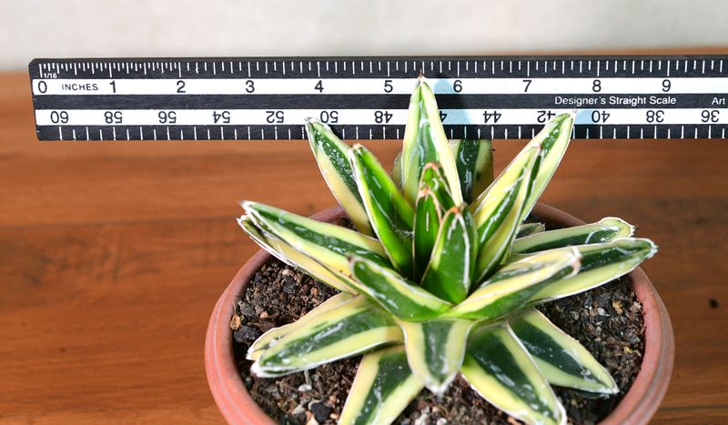 Agave victoria reginae Variegated cv Kizan with ruler for size reference