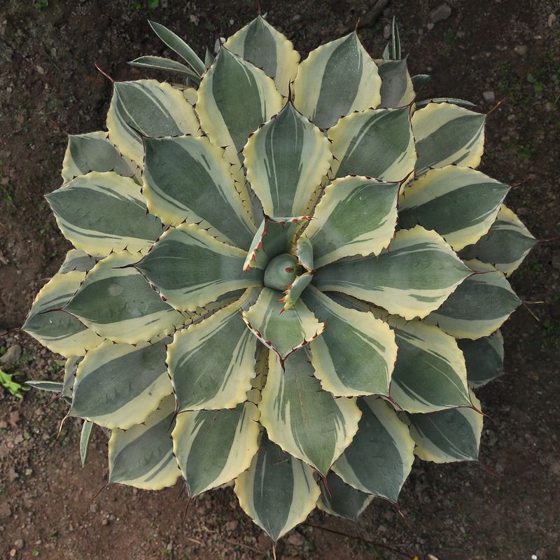 Specimen plant of Agave potatorum kichiokan marginata (Dwarf var. butterfly agave) for reference