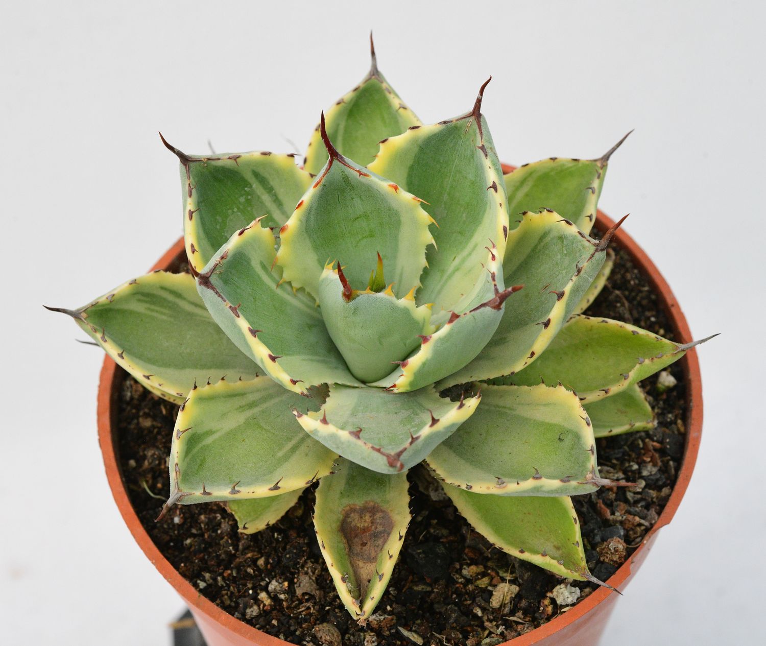 Agave potatorum kichiokan marginata (Dwarf var. butterfly agave) Agave potatorum kichiokan marginata (Dwarf var. butterfly agave)