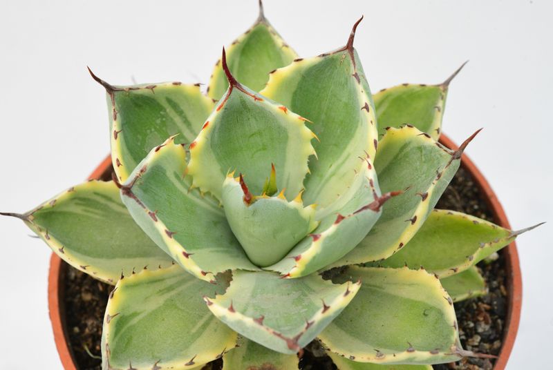 Agave potatorum kichiokan marginata (Dwarf var. butterfly agave)