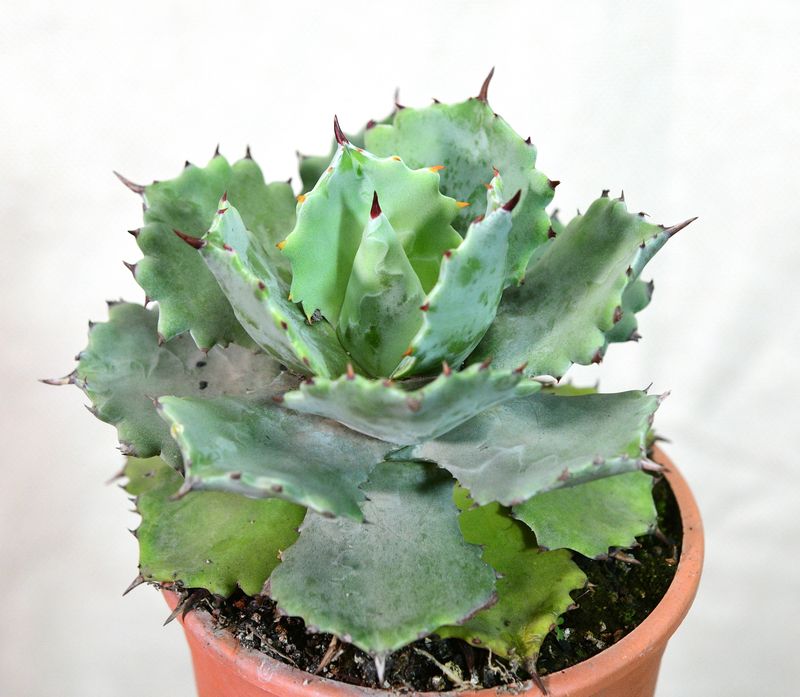 Agave isthmensis Kabutogani in terracotta pot front view