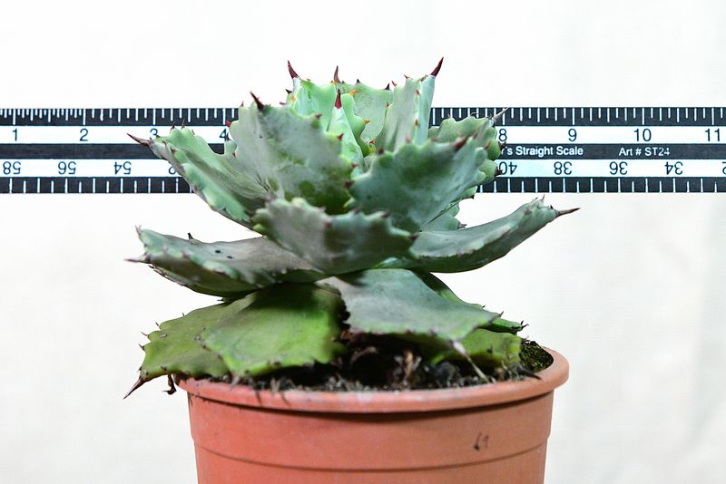 Agave isthmensis Kabutogani with ruler for size reference