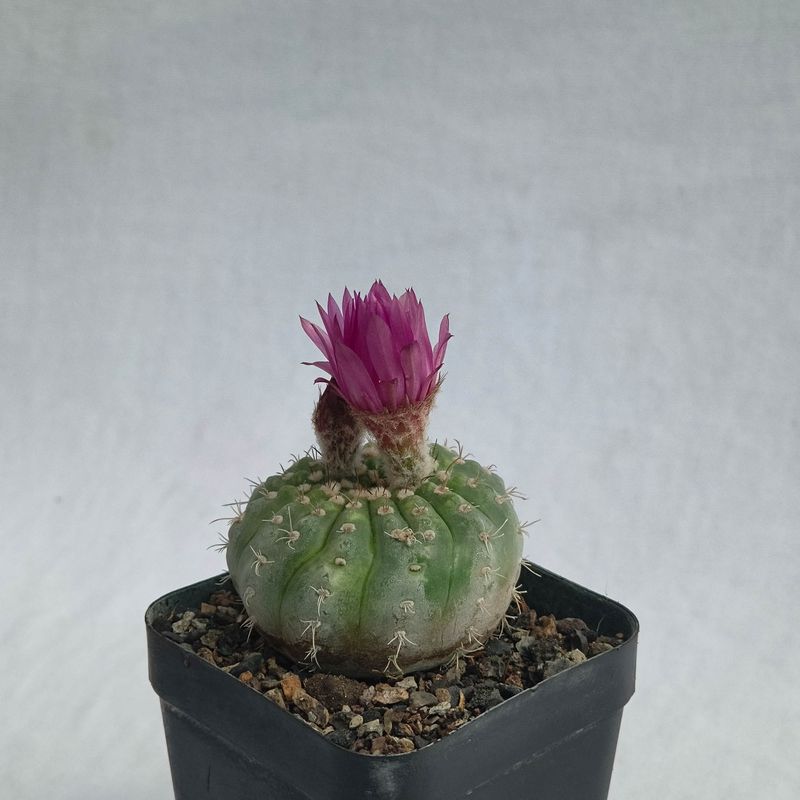Notocactus Uebelmannianus F. Inermis (Parodia werneri f. inermis)