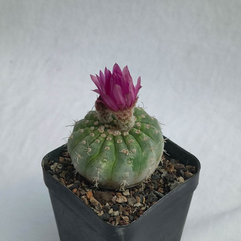 Notocactus Uebelmannianus F. Inermis (Parodia werneri f. inermis)