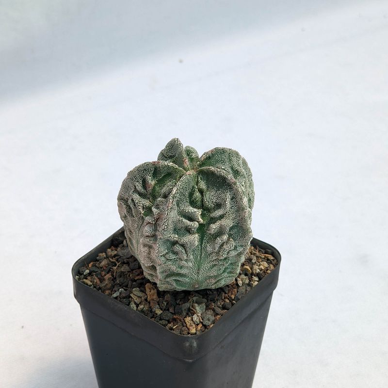 Astrophytum Myriostigma cv FUKURYU