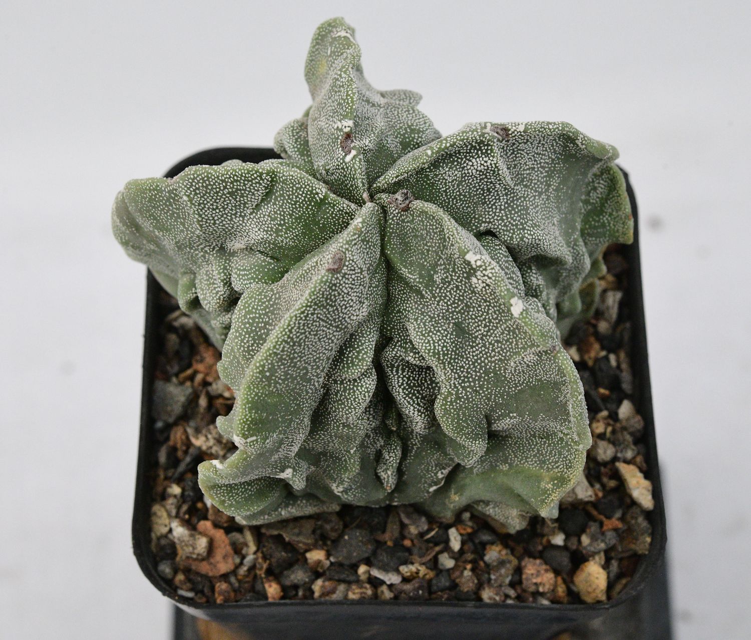 Astrophytum myriostigma cv FUKURYU