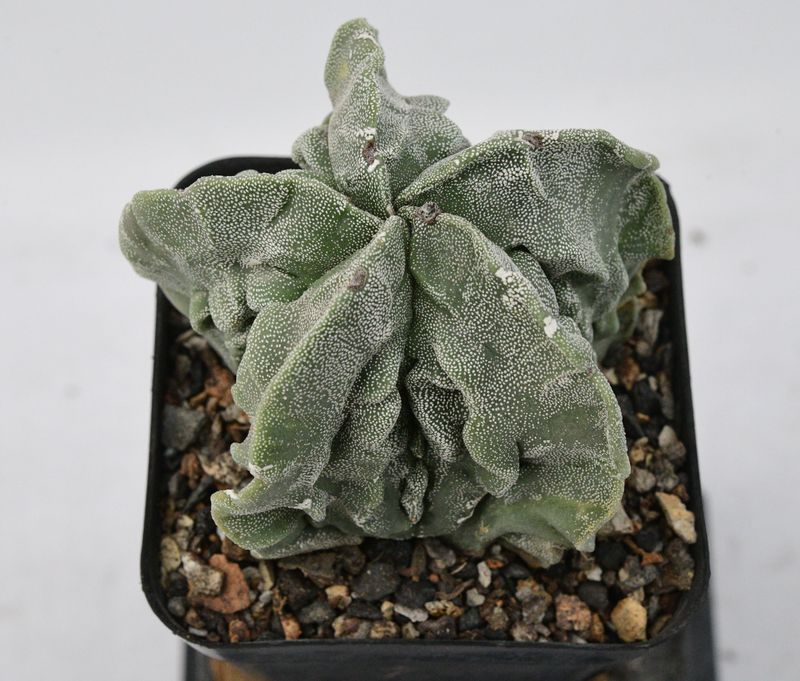 Astrophytum myriostigma cv FUKURYU Astrophytum myriostigma cv FUKURYU