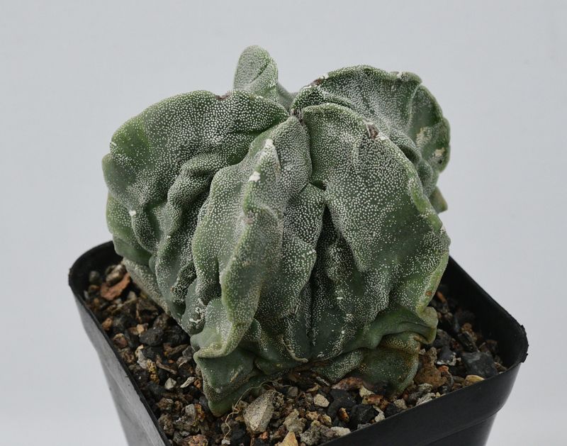 Astrophytum myriostigma cv FUKURYU