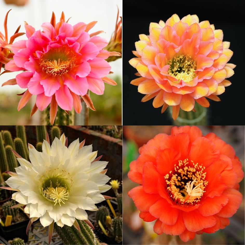 Cactus Trichocerous hybrids Mix Colors four-bloom display