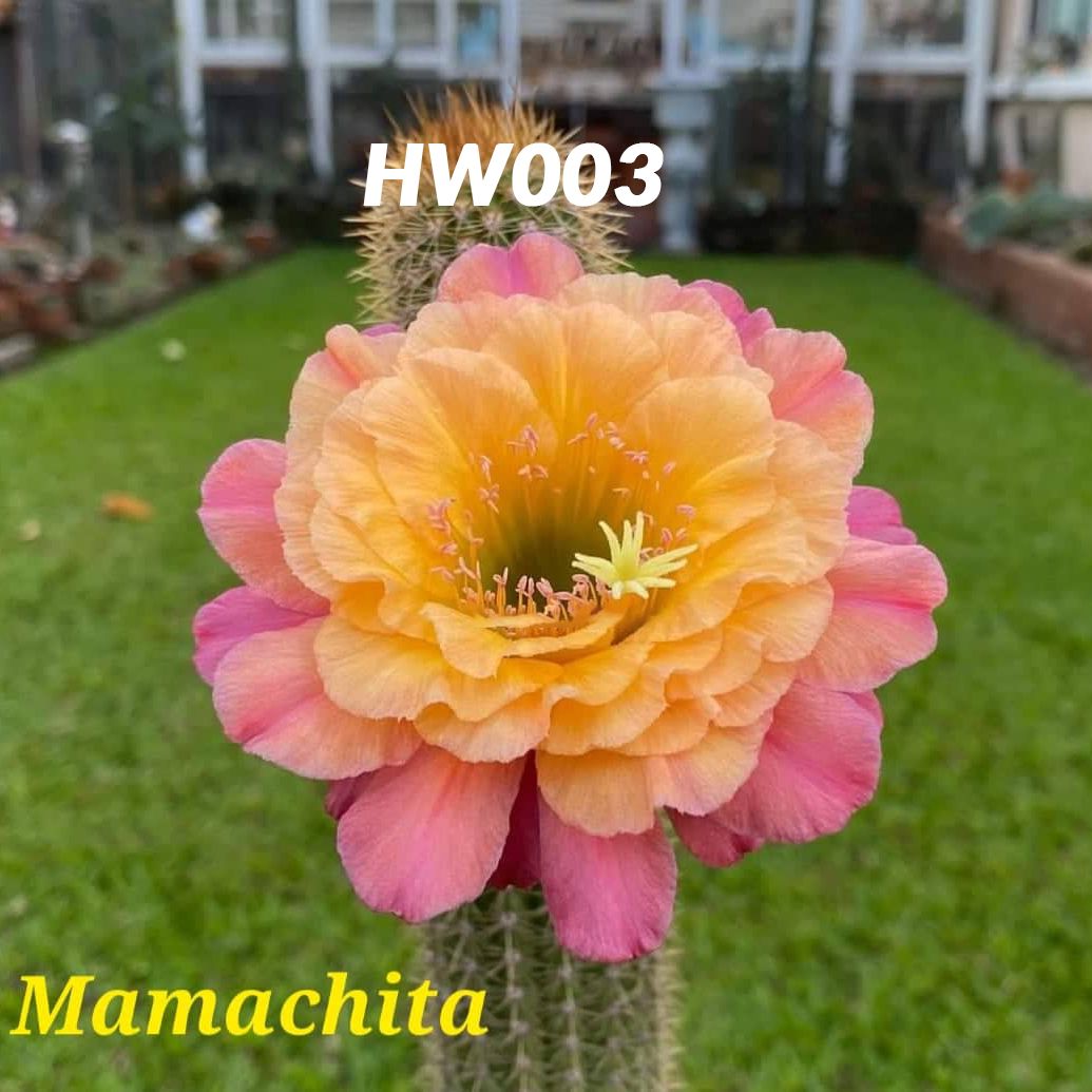 Hildewintera Hybrid Mamachita in full bloom with pink and orange flowers