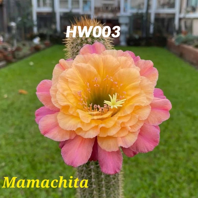 Hildewintera Hybrid Mamachita Hildewintera Hybrid Mamachita in full bloom with pink and orange flowers