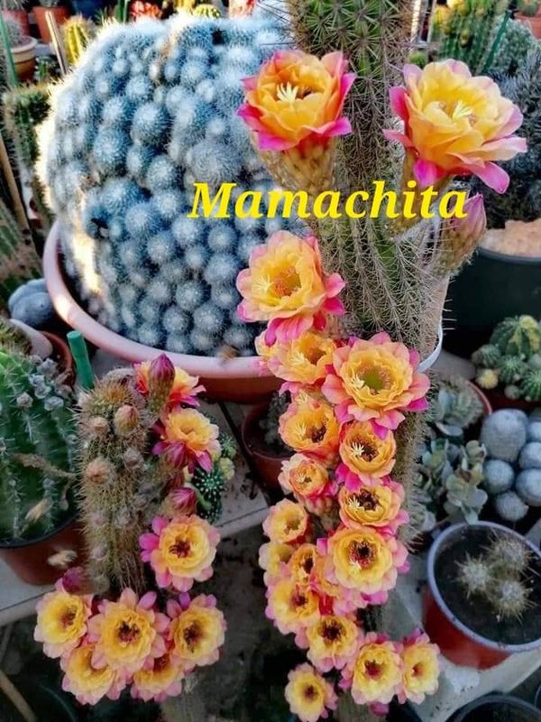 Hildewintera Hybrid Mamachita clustered cactus with multiple blooms