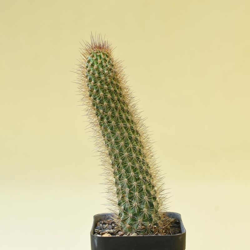 Hildewintera hybrid Badicsh Gold
