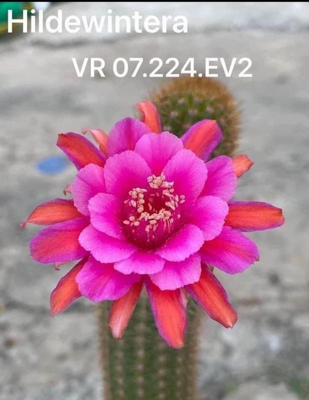 Hildewintera VR.07.224EV2