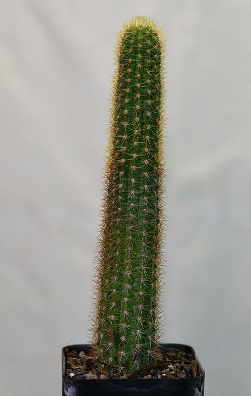 Hildewintera VR.07.224EV2 tall columnar form in nursery pot