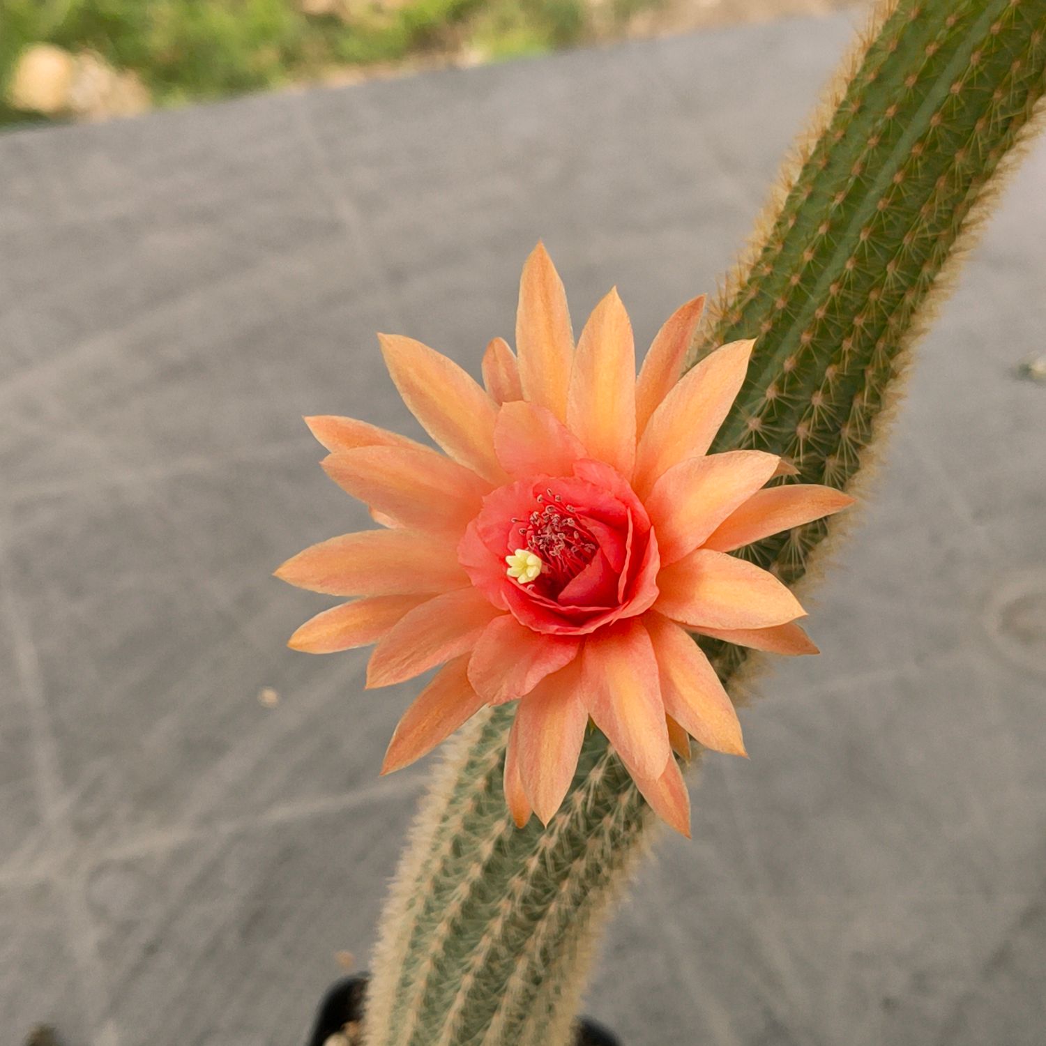 Hildewintera hybrid CV. Weixdorf x Flying Saucer in bloom with red-orange flowers