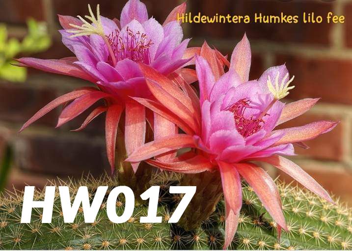 Hildewintera Humkes Lilo Fee