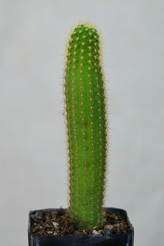 Hildewintera Humkes Lilo Fee columnar form in pot