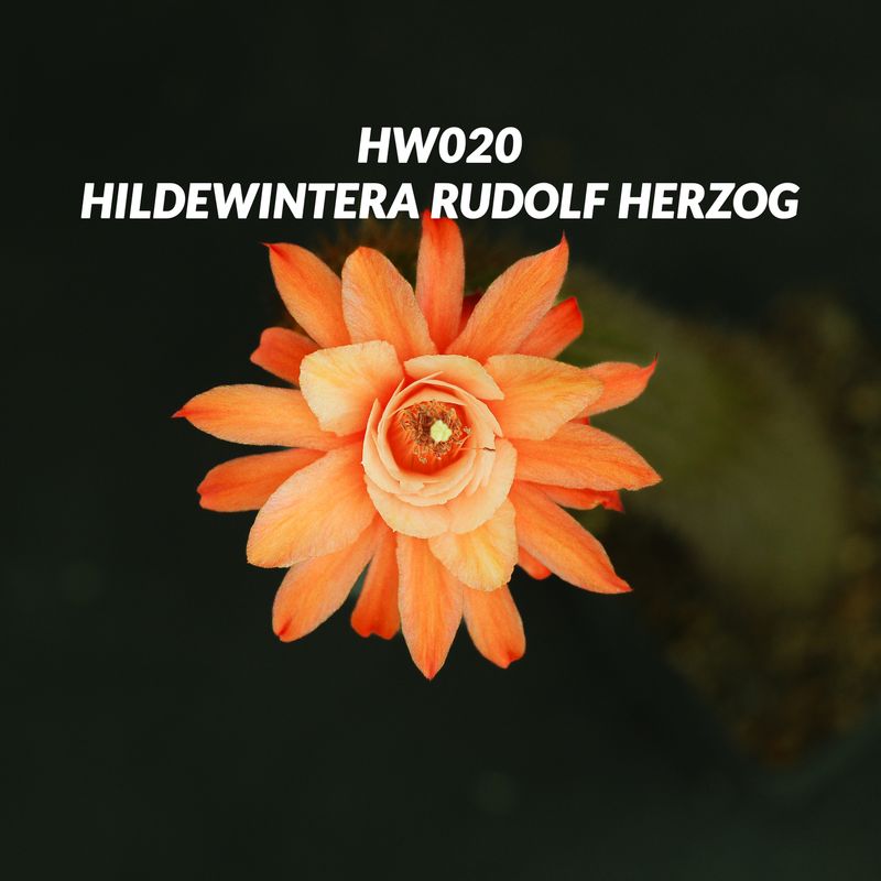 Hildewintera Rudolf Herzog