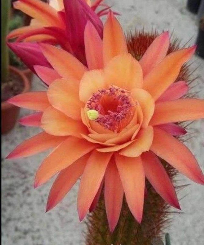 Hildewintera Rudolf Herzog