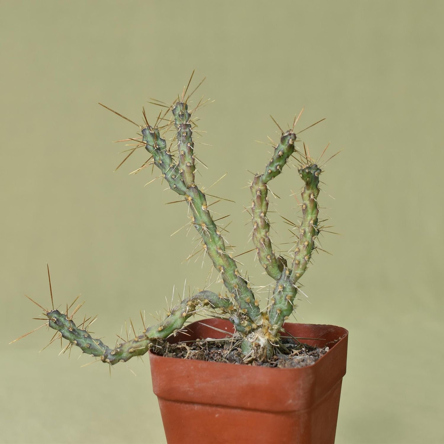 Opuntia molesta