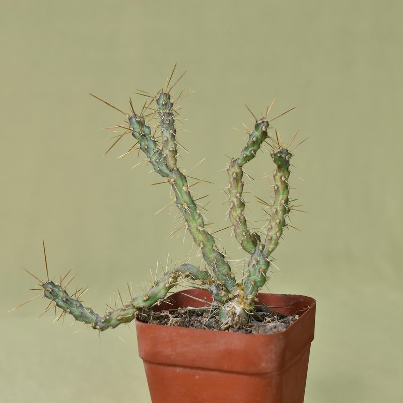 Opuntia molesta