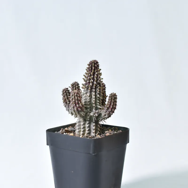 Euphorbia philipsoides S.Carter Euphorbia philipsoides S.Carter
