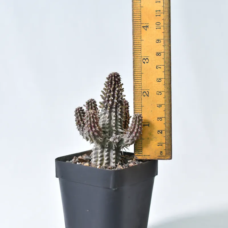 Euphorbia philipsoides S.Carter