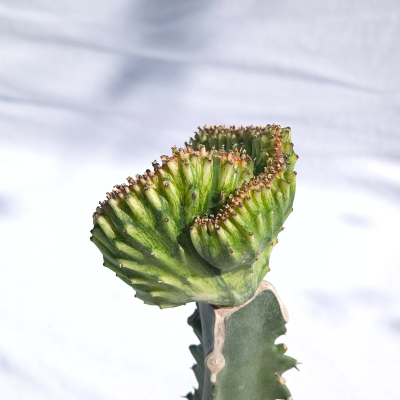 Euphorbia mayurnathanii var. crest