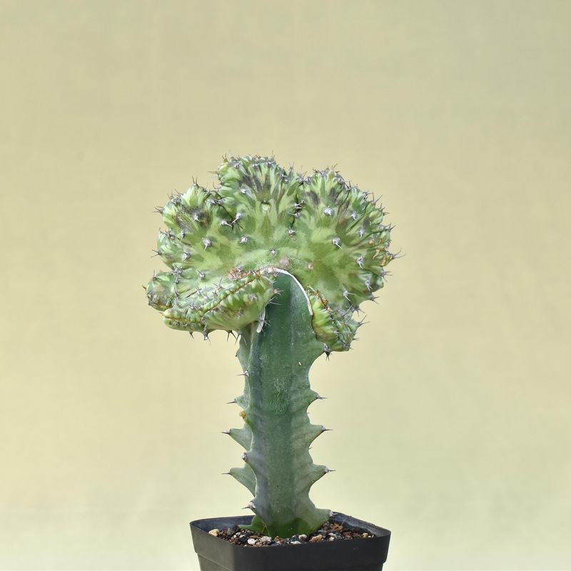 Euphorbia horwoodii crest