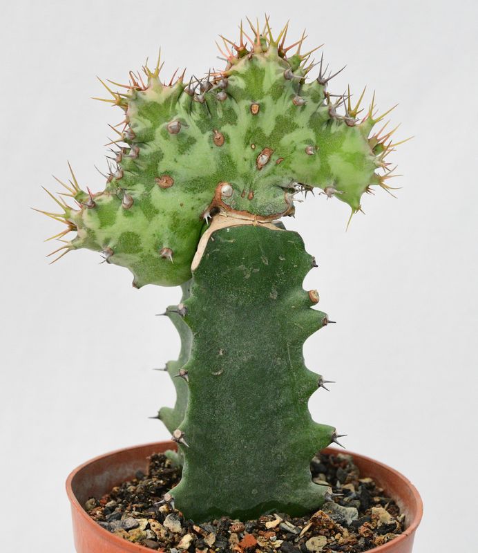 Euphorbia horwoodii crest