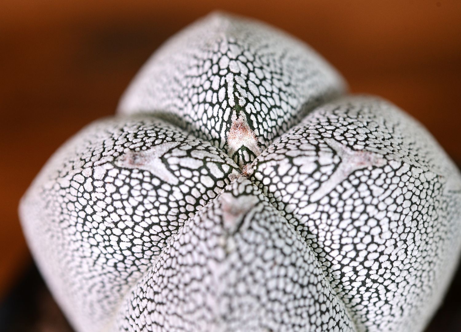 Astrophytum myriostigma cv ONZUKA QUADRICOSTATUM