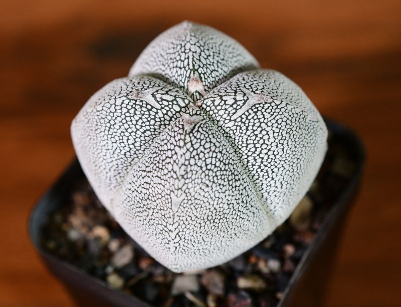 Astrophytum myriostigma cv ONZUKA QUADRICOSTATUM