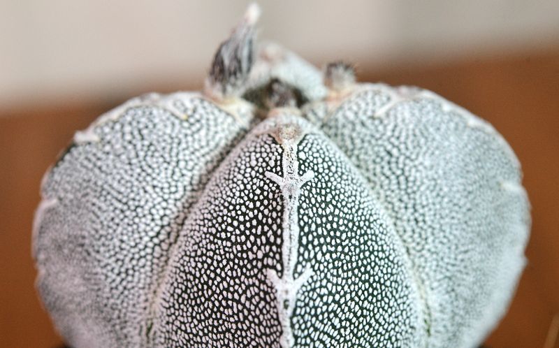 Astrophytum myriostigma cv ONZUKA QUADRICOSTATUM top-down view