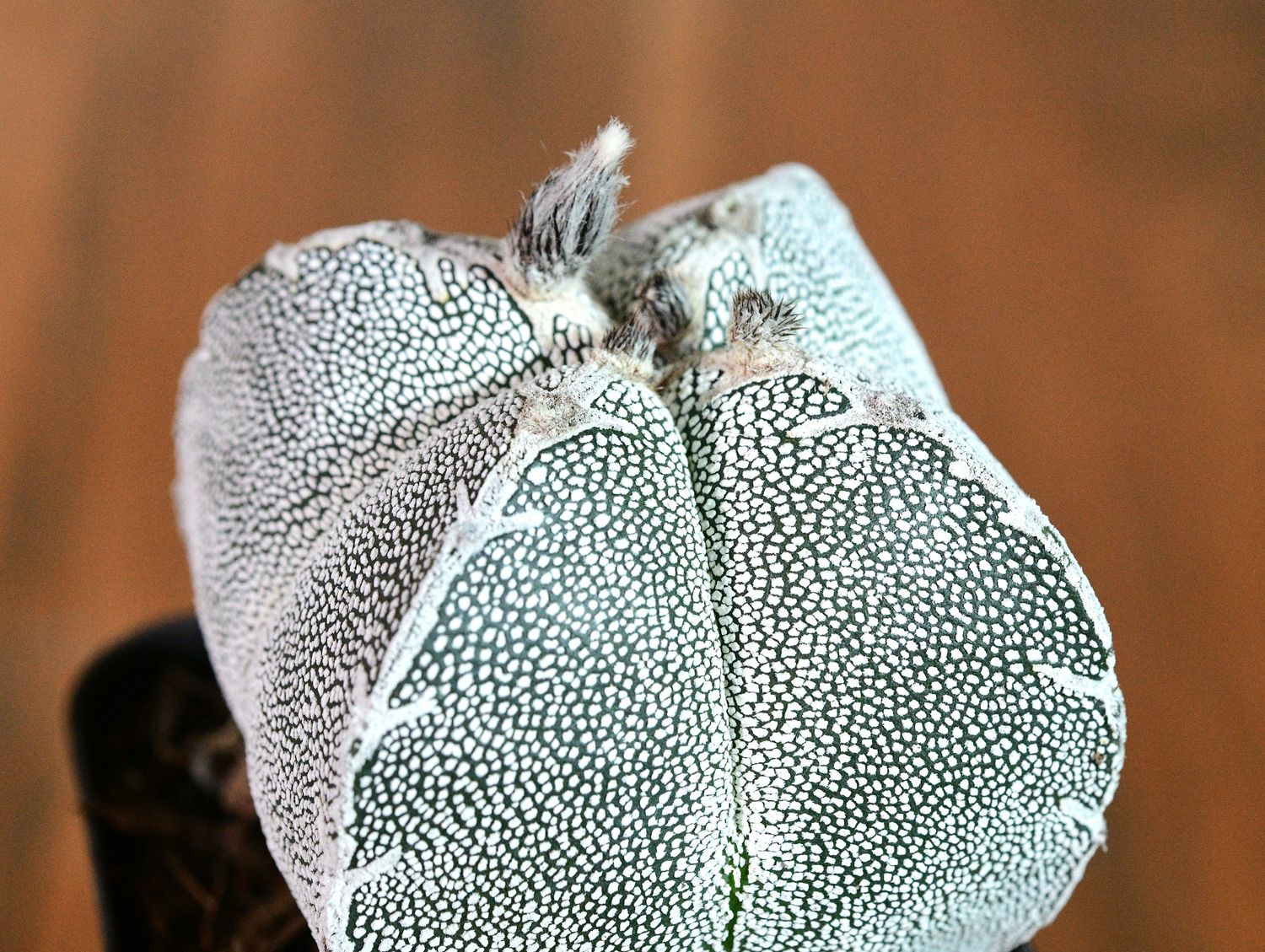 Astrophytum myriostigma cv ONZUKA QUADRICOSTATUM Astrophytum myriostigma cv ONZUKA QUADRICOSTATUM side profile view