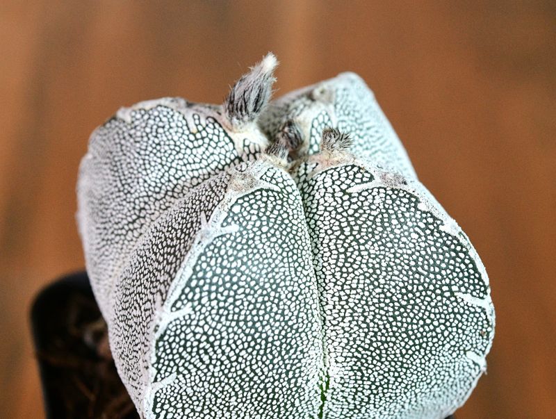 Astrophytum myriostigma cv ONZUKA QUADRICOSTATUM Astrophytum myriostigma cv ONZUKA QUADRICOSTATUM side profile view