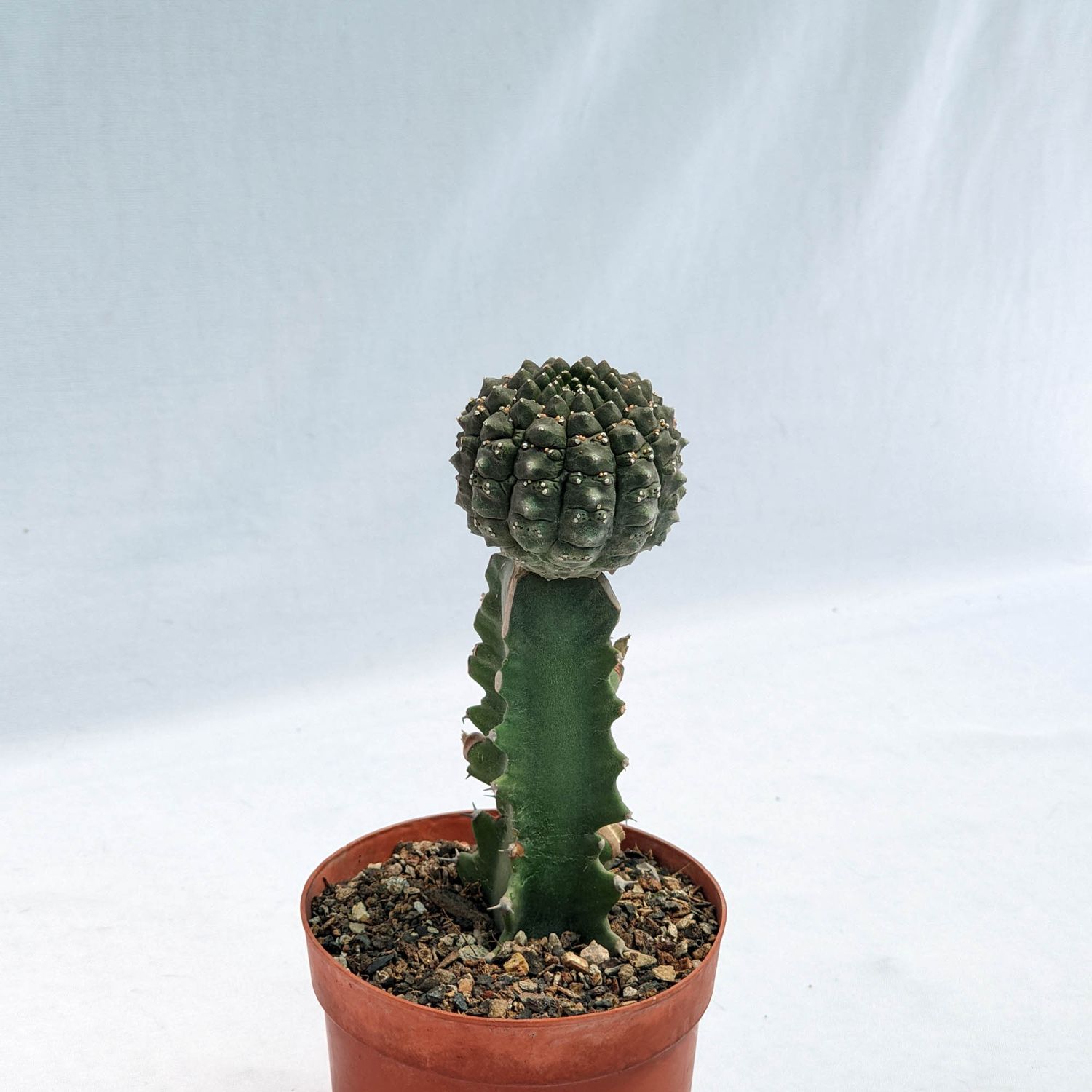 Euphorbia gymnocalycioides Grafted