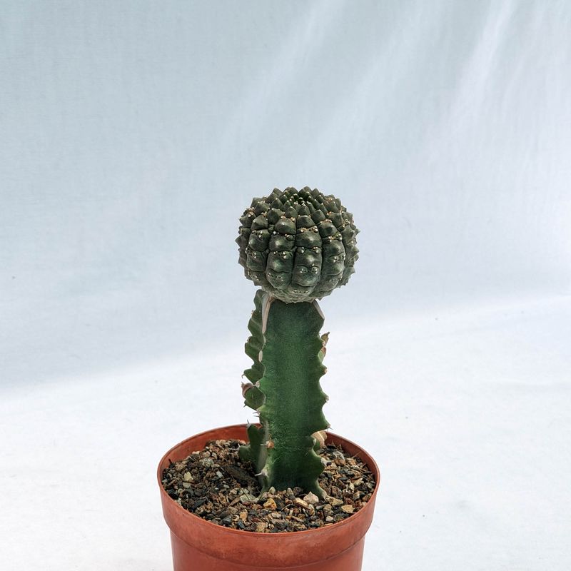 Euphorbia gymnocalycioides Grafted