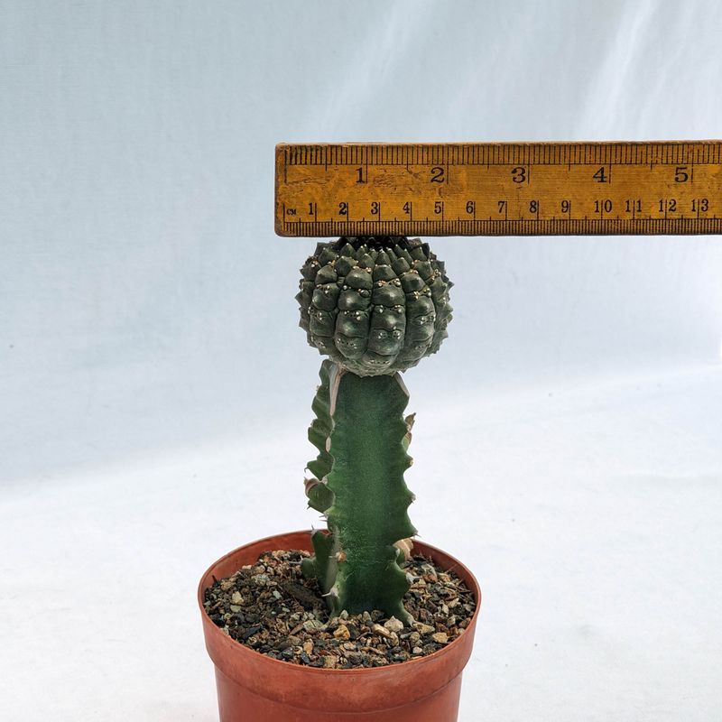 Euphorbia gymnocalycioides Grafted