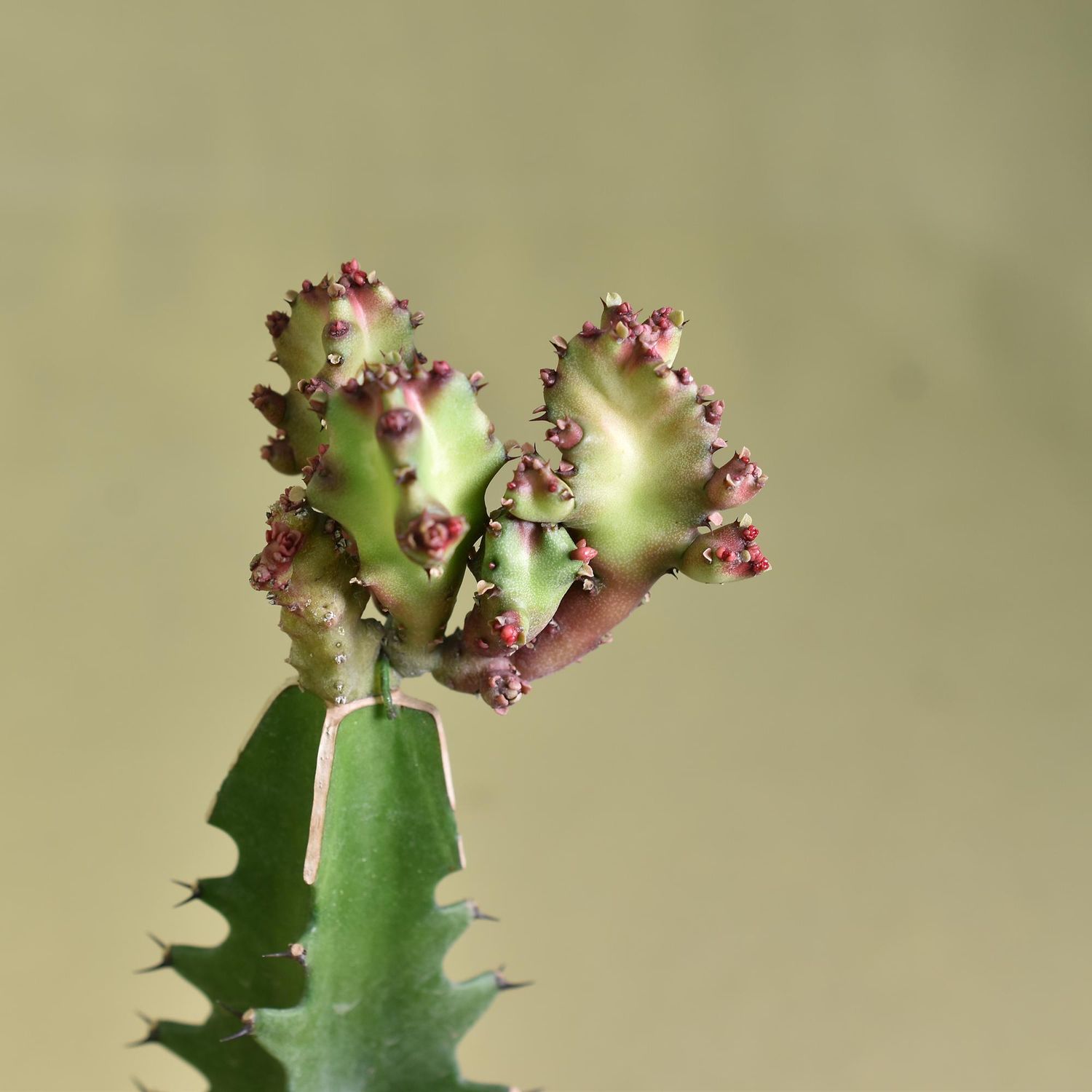 Euphorbia lactea crest rubra monstrose